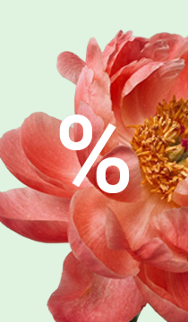 Blume, Blütenblatt, Ein anderes, Dahlie, Blütenstaub